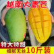 越南进口大芒果特大青皮玉芒果当季热带水果一整箱10斤金煌甜心忙