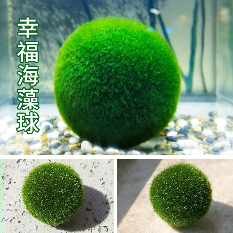 幸福海藻球marimo生态瓶盆栽创意迷你水培植物微景观缸藻球马里莫