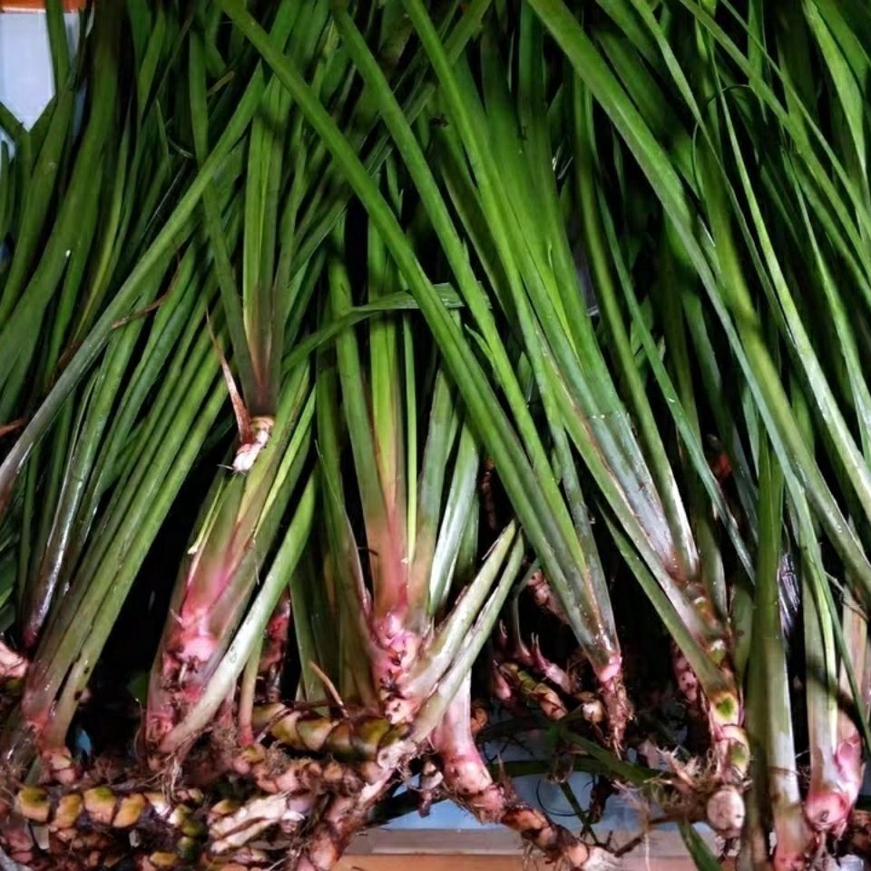 贵州本地三奈五香草苗茴香菖蒲随手香带根发货可食用盆栽三奈草