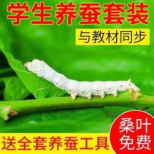 养蚕全套工具蚕宝宝活物春蚕卵种籽子和桑叶天然饲养学生套装别墅