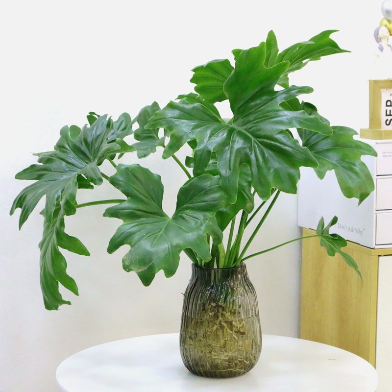 水培植物春羽水養桌面盆栽小天使春雨花卉綠植綠蘿好養龜背竹室內在類目 鮮花速遞/花卉仿真/綠植園藝, 花卉/綠植盆栽(新), 綠植中 - 來自Buy2taobao.com提供專業的淘寶代購服務