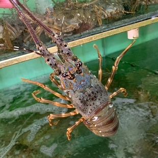 小青龙国内龙虾海鲜现货鲜活速冻大龙虾澳洲现货餐饮食材原料供应