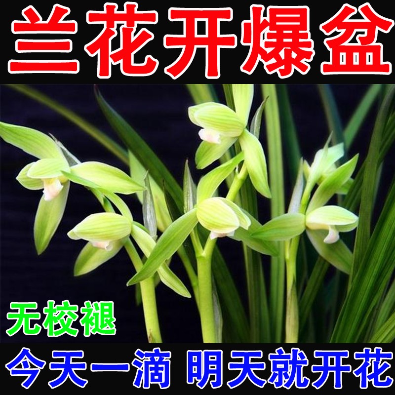 兰花专用肥】催芽促开花植物冒花素有机花肥料焦尖黄叶黑斑免稀释