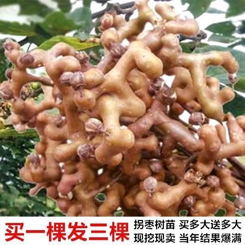 拐枣树苗万寿果鸡爪连金钩梨果树苗南方北方盆栽地栽种植当年结果