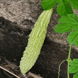 苦瓜农家自种重庆四川新鲜蔬菜现摘现发鲜苦瓜产地直销食用