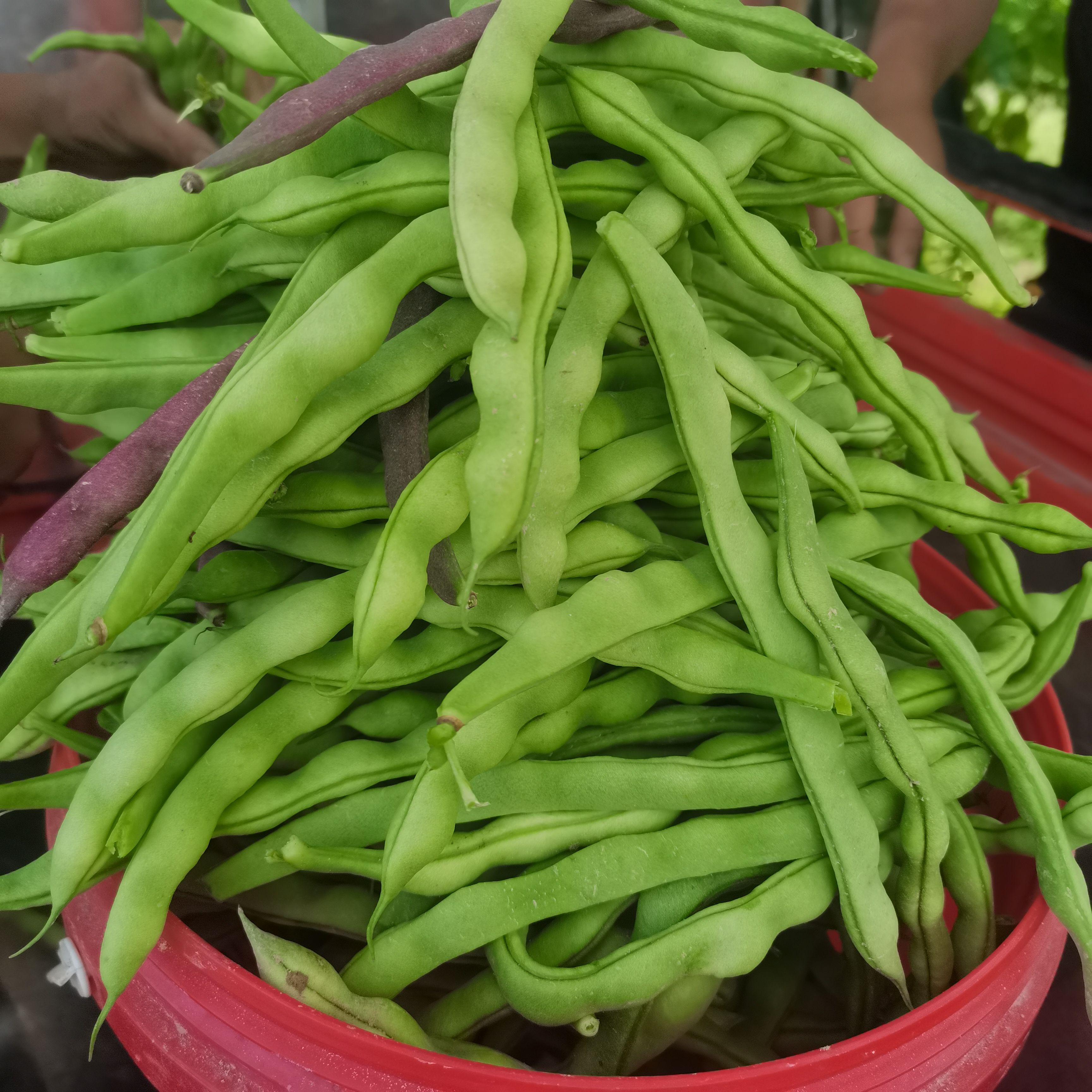 重庆农家自种当季时令蔬菜四季豆新鲜