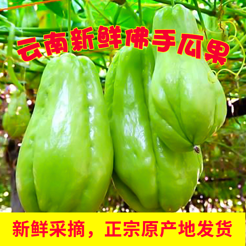 【念初严选】新鲜佛手瓜蔬菜3斤 丨去皮清炒味道更佳