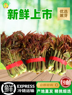 香椿芽新鲜嫩芽采摘现摘现发露天红油野生红叶叶菜头茬包邮椿芽