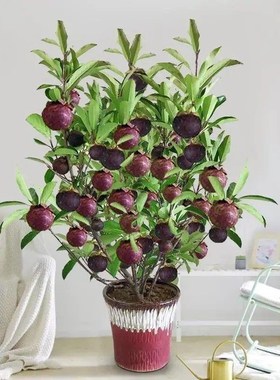 【买一送一】泰国无籽山竹果树苗阳台盆栽地栽南方北方四季种植