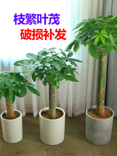 客厅发财树大棵绿植室内盆栽大型开业大型盆景四季花卉辫子不含盆