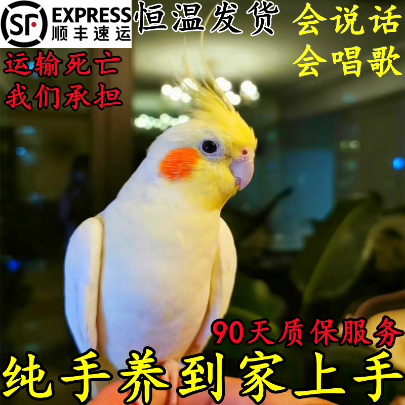 玄凤鹦鹉手养鸟会说话的鹦鹉活鸟幼鸟