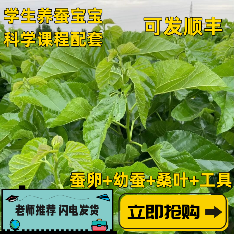 新鲜桑叶学生蚕宝宝套装饲料春蚕卵小蚕虫嫩桑叶现摘桑叶新鲜包邮