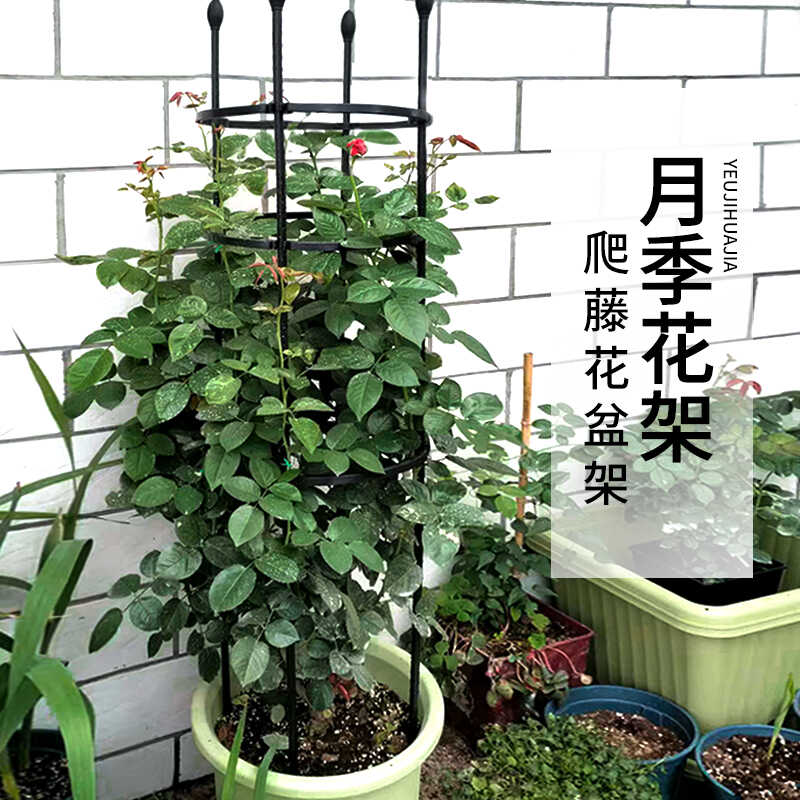 月季花架爬藤架花支架玫瑰花架植物攀