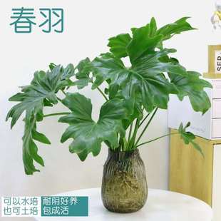 水培植物春羽水养室内桌面办公室盆栽春雨花卉绿植绿萝好养龟背竹