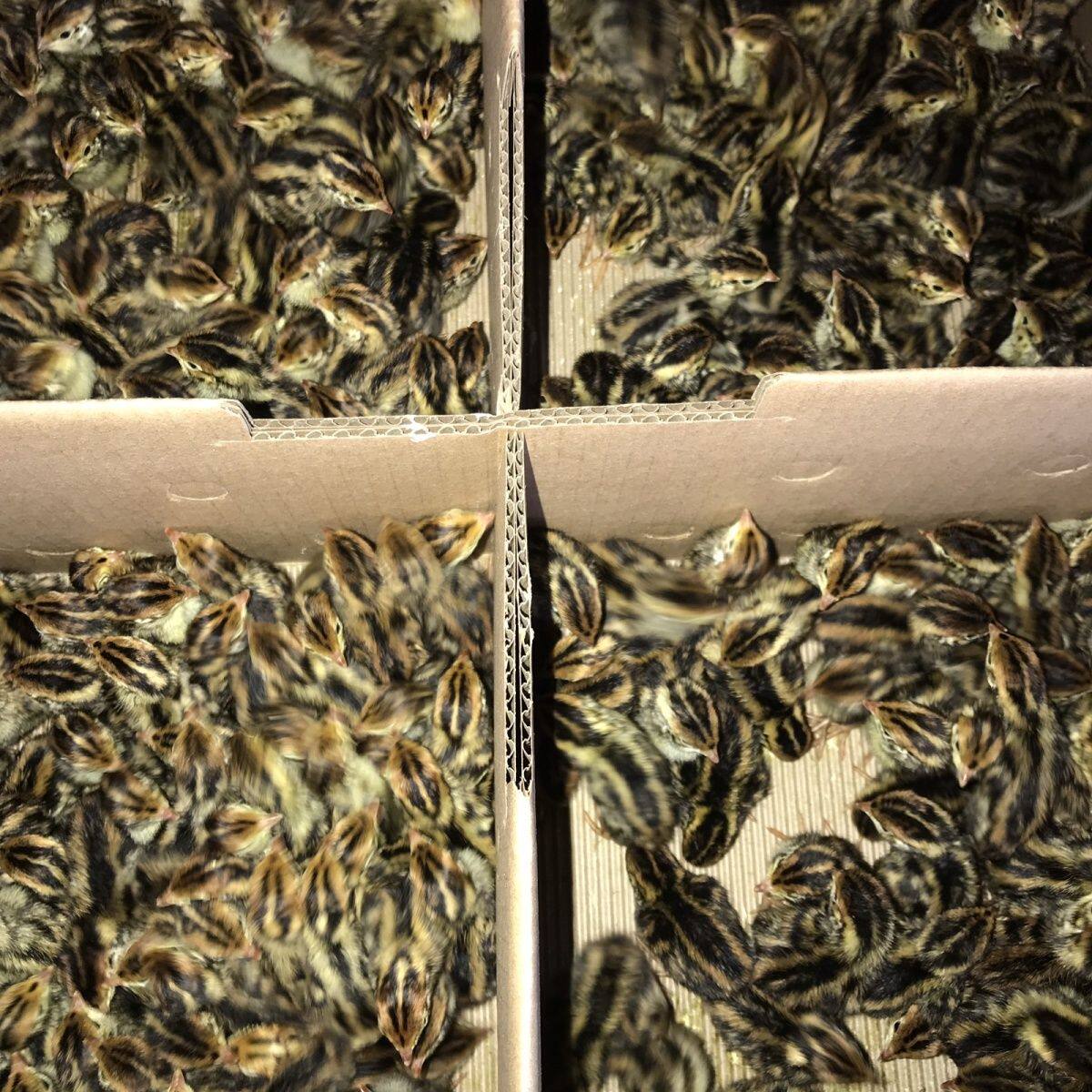 活体小鹌鹑苗肉食鹌鹑包邮包活鹌鹑小鹌鹑苗宠物鹌鹑鸟活物