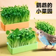 鹦鹉豌豆苗天然食用草小鸟玩具虎皮鹦鹉解闷玄凤啃咬蔬菜逗鸟神器
