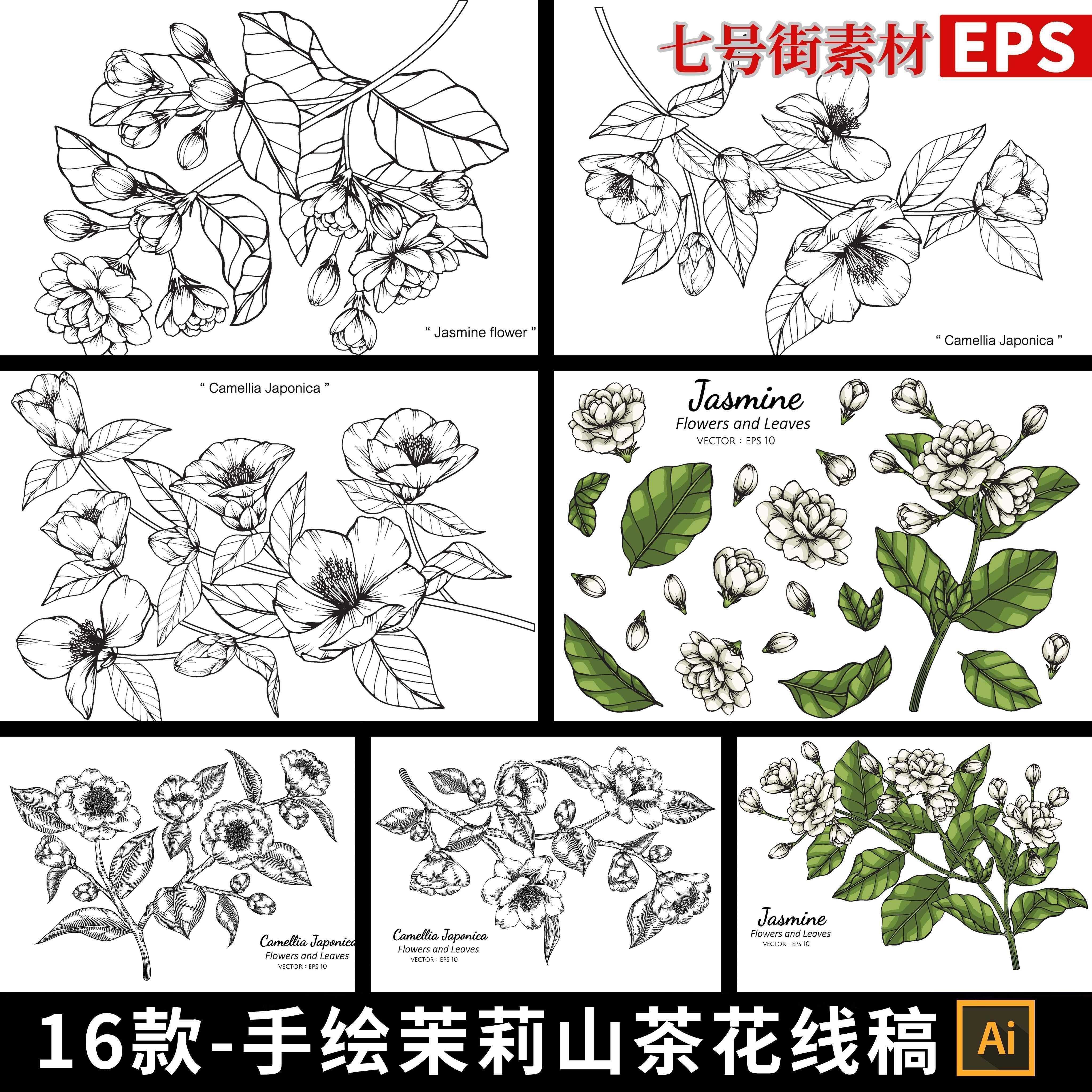 手绘茉莉花山茶花线稿线条素描轮廓插图草稿ai矢量EPS设计AI素材