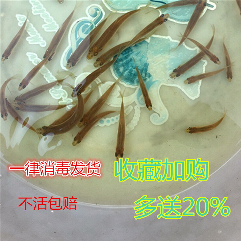 麦穗鱼活体饲料鱼乌龟鳄龟饲料活鱼小草鱼苗食蚊鱼青鳉鱼角蛙开口