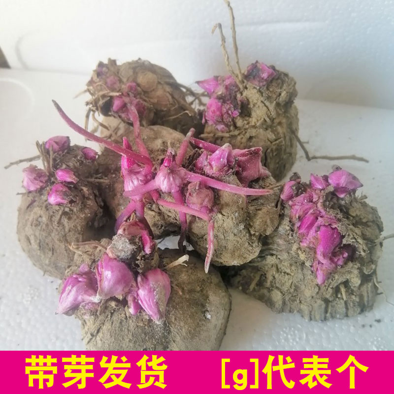 江西赣南紫山药苗脚板薯带芽赣州安远