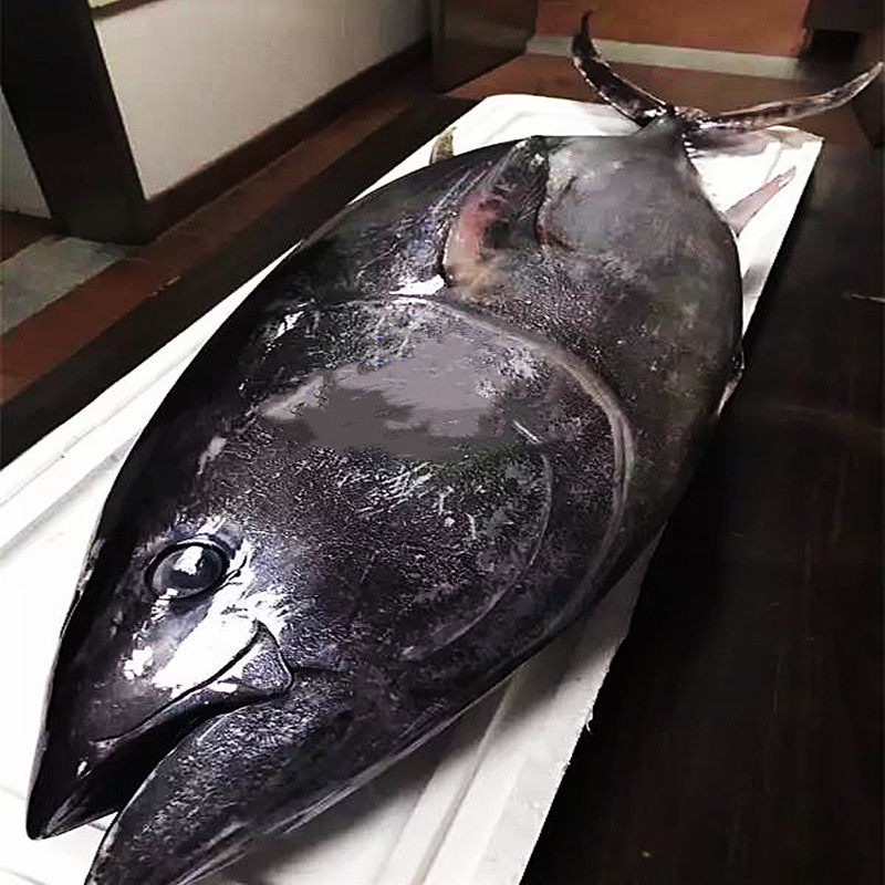 00天猫新品蓝旗金枪鱼整条新鲜大腹toro刺身中落大目鲜活冷冻黄鳍生