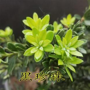 圆叶黑珍珠罗汉松树苗四季红金钻黄芽红芽珍珠原生盆景素材苗绿植