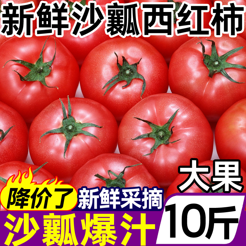 正宗新鲜沙瓤西红柿10斤自然熟非普