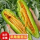 山东羊角蜜甜瓜羊角脆新鲜水果当季带箱5斤小密瓜香瓜蜜瓜