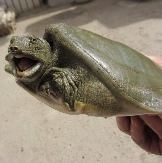 汉江自然环境生长甲鱼 老鳖团鱼鲜活体黑花水鱼顺丰