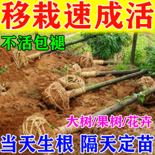 大树移栽生根液果树专用生根粉强力药水壮苗剂种植扦插成活营养液