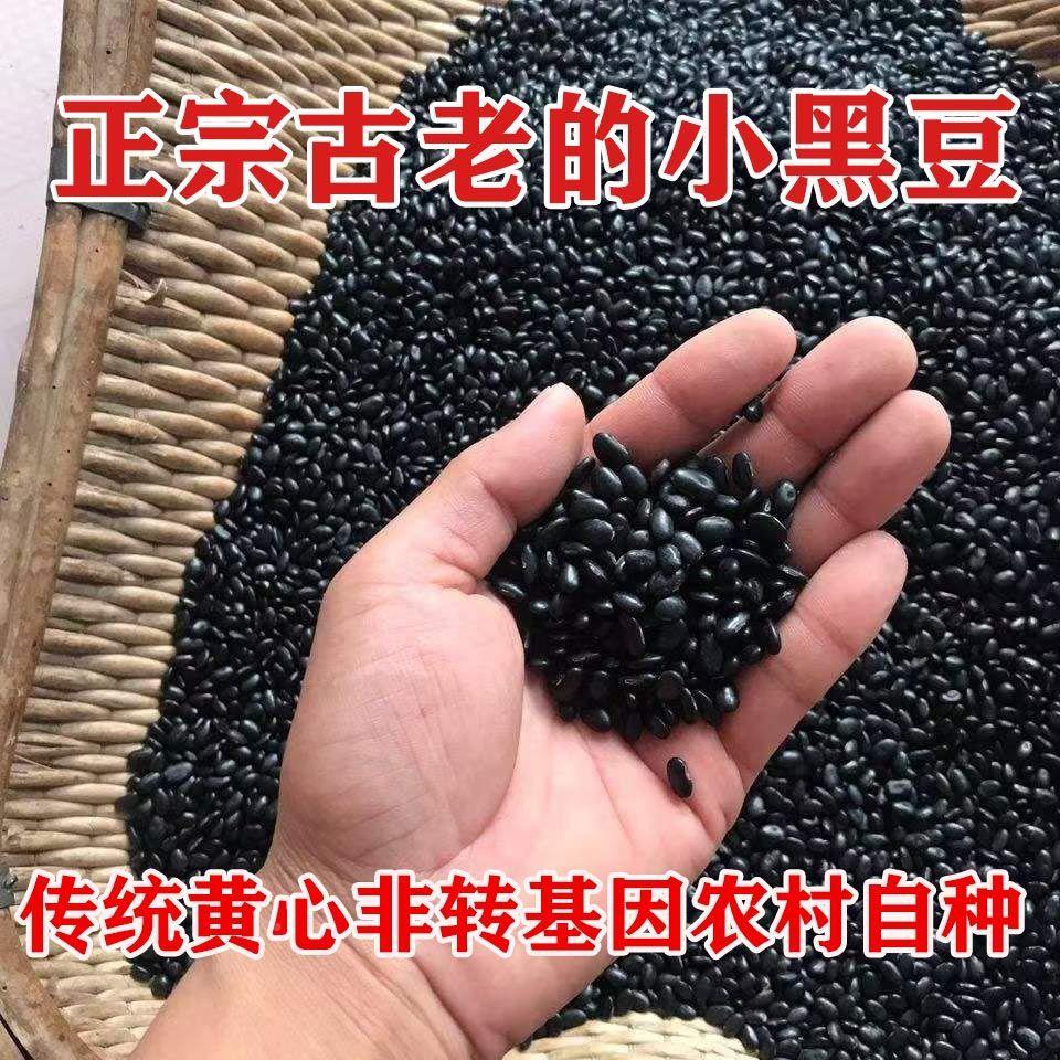 农家自产扁黑豆老品种肾形黄心小黑豆非转基因豆醋泡生豆芽打豆浆