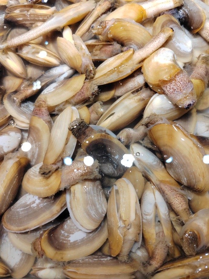 北海当天现挖象拔蚌海鲜螺天然新鲜速冻爆炒五斤包邮