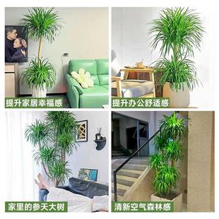 龙血树客厅绿植室内大型盆景真花龙铁龙须树办公室落地植物摆件