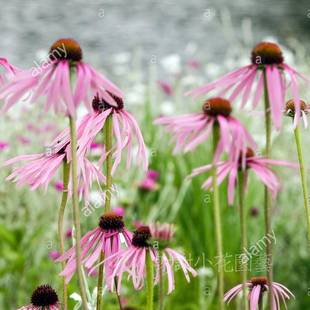 谢谢小花 苍白松果菊 夏威夷草裙 紫锥菊 多色多年生宿根盆栽植物