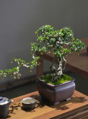 小叶福建茶老桩提根造型盆景玄关办公室庭院观果常青好养造型绿植