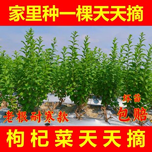 枸杞菜苗树苗盆栽植物室内南方食用大叶枸杞新鲜高产四季蔬菜种植