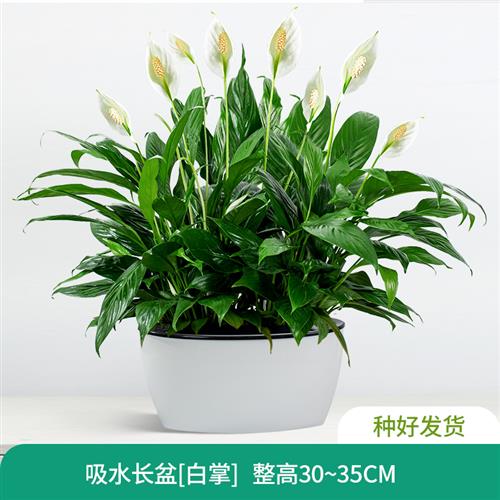 红掌白掌盆栽水培植物室内花卉好养一帆风顺大盆绿植鸿运当头花苗