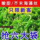 开袋即食大连裙带菜中华海草海带丝海藻沙拉凉拌日料寿司白菜风味