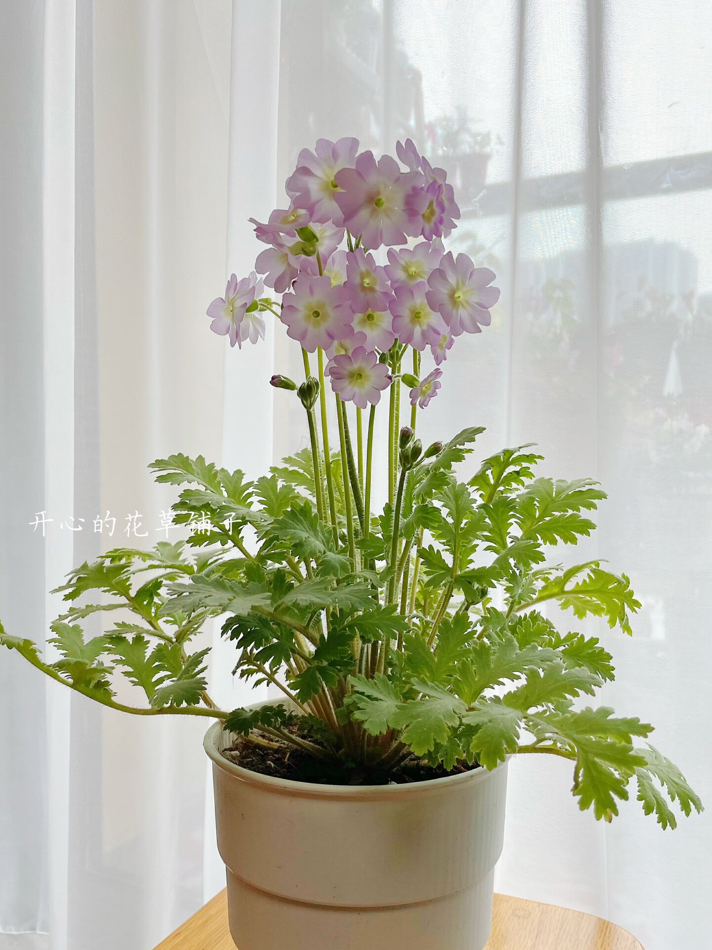 多年生原生陕西羽叶报春 耐寒稀有盆栽 小清新花园阳台室内易养