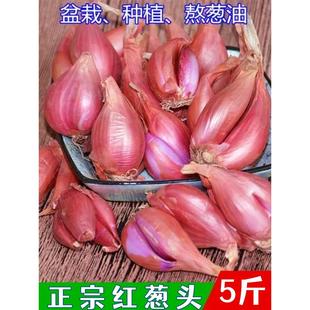 四川农家红葱头正宗火葱头熬油食用四季小香葱种葱子蔬菜阳台盆栽