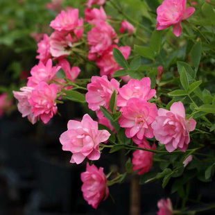 铃兰家 |  繁星（天菏) 微月开花机器迷你月季四季开盆栽阳台花卉