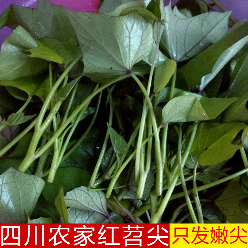 四川农家红苕尖嫩尖新鲜蔬菜食用红薯叶露天种植嫩叶现掐现发