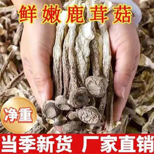 24年鹿茸菇500g干货特级鹿茸菌无硫新鲜古田脆脆菇蘑姑干香菇包邮