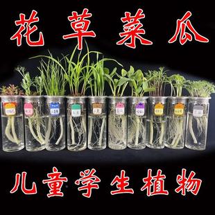 幼儿园学校观察植物角儿童种植小盆栽水培草头娃娃生长实验作业