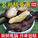 洪湖菱角新鲜5斤老菱角带壳当季水果蔬菜粉糯生菱角黑凌角大菱角