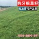 狗牙根草籽耐热耐踏庭院绿化地毯草种子护坡狗牙根百慕大草皮孑