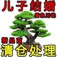 迎客松盆景花卉室内外四季常青耐寒松树盆地栽绿植物真树壮苗驱蚊