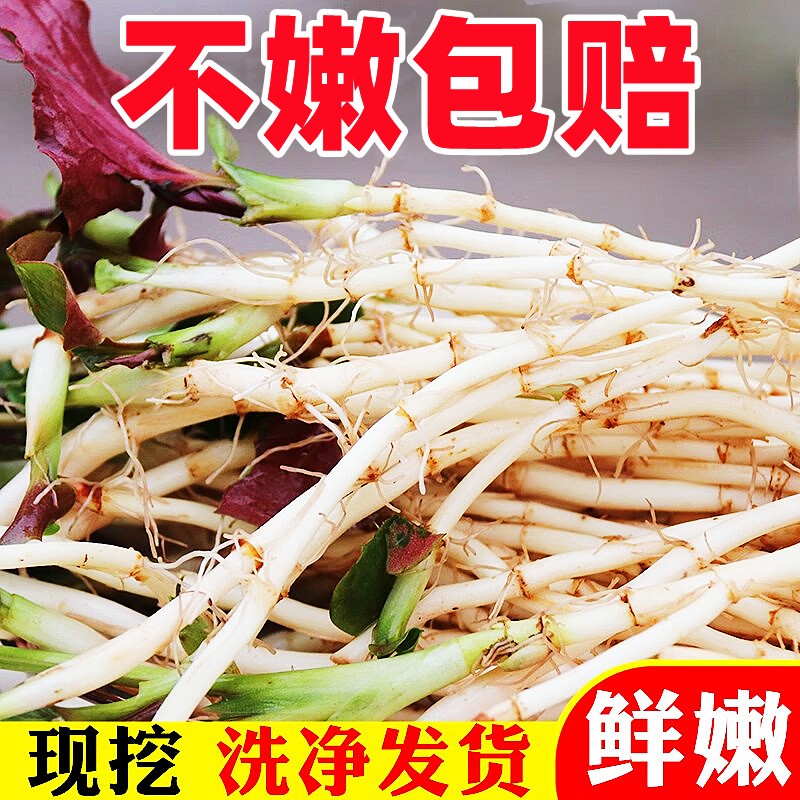 折耳根新鲜鱼腥草猪鼻孔当季野蔬菜嫩