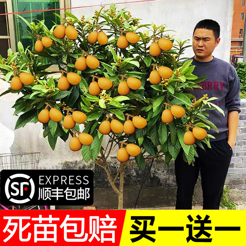 嫁接枇杷苗树室外庭院盆栽无核砂糖枇杷四季果树果苗种植苗南北方