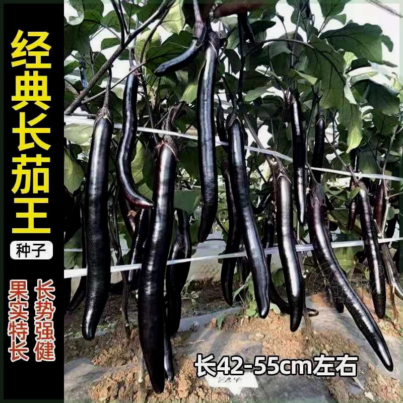 经典长茄子种子高产黑紫色杭茄一号长茄籽阳台秧四季蔬菜种籽秧苗