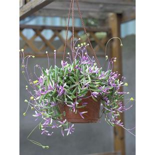 金叶子紫玄月吊兰多肉植物垂吊花卉室内外阳台盆栽净化空气易养活